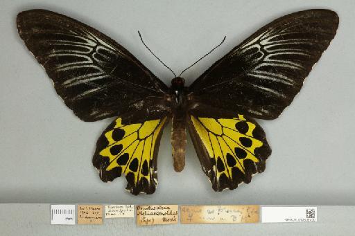 Troides helena heliconoides Moore, 1877 - 013606499__599288