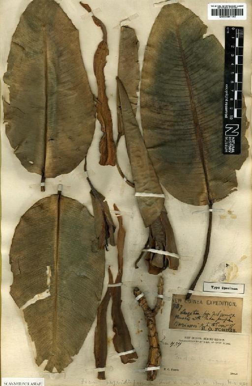 Ficus hesperidiiformis King - BM000951782