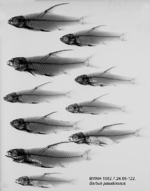 Barbus paludinosus Peters, 1852 - BMNH1962.7.24.85-122, Barbus paludinosus Radiograph