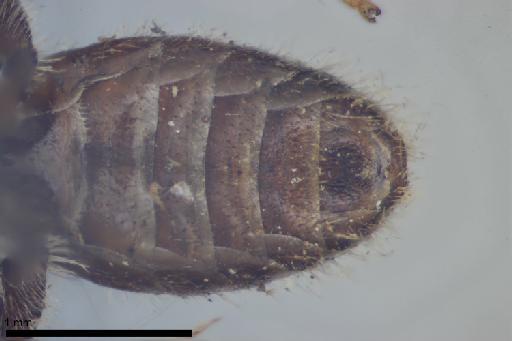 Melitta villosula Kirby, 1802 - 013380582-NHMUK-Melitta_villosula-lectotype-male-metasoma-ventral-5_0x