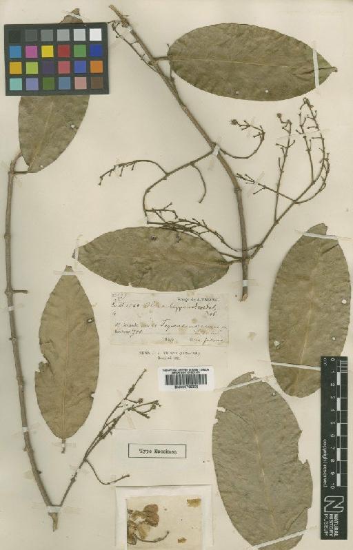 Mascagnia hippocrateoides (Triana & Planch.) Nied - BM000796308