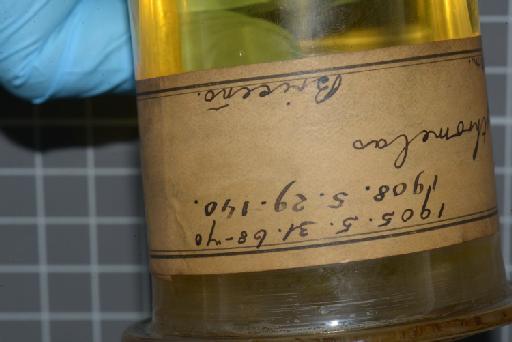 Atractus erythromelas Boulenger, 1903 - Image of specimen 1905.5.31.68-70