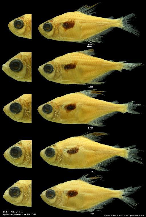 Hyphessobrycon epicharis Palmer, 1997 - BMNH 1991.2.21.1-55 Hyphessobrycon epicharis, PARATYPE