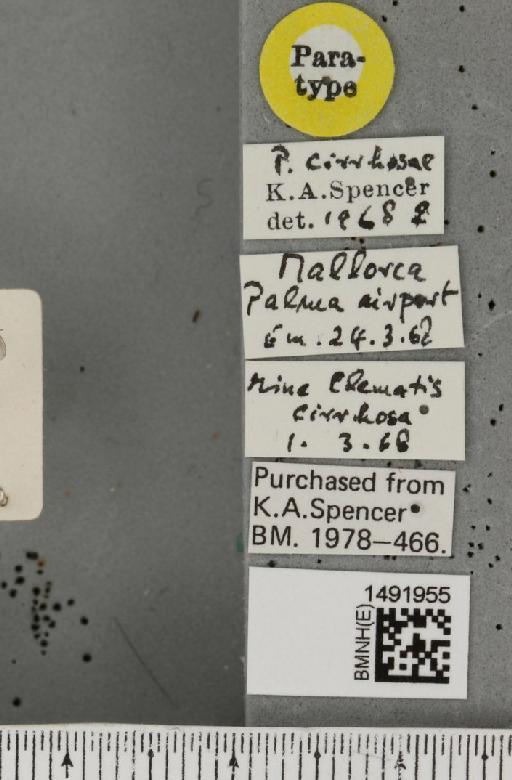 Phytomyza cirrhosae Spencer, 1969 - BMNHE_1491955_label_53652