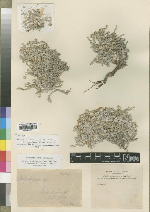 Helichrysum obtusum (Moore) Moeser - BM000924237