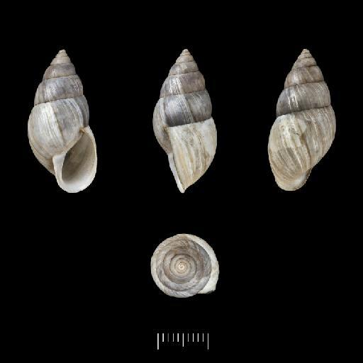 Helix sporadica subterclass Tectipleura d'Orbigny, 1835 - 1854.12.4.160, PARALECTOTYPES, Helix sporadica A.D.Orb., 1835