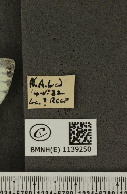 Pieris napi napi (Linnaeus, 1758) - BMNHE_1139250_label_90331