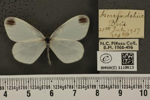 Leptidea sinapis sinapis Linnaeus, 1758 - BMNHE_1118613_73727