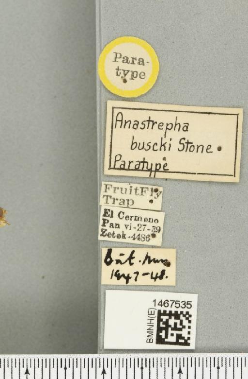 Anastrepha buscki Stone, 1942 - BMNHE_1467535_label_40455