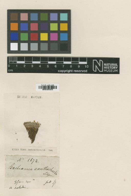 Bartramia xanthochaeta Schimp. - BM000960250_a