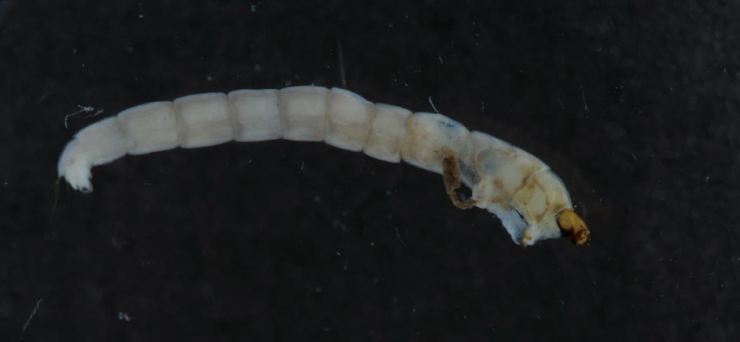 Prodiamesa olivacea thumbnail