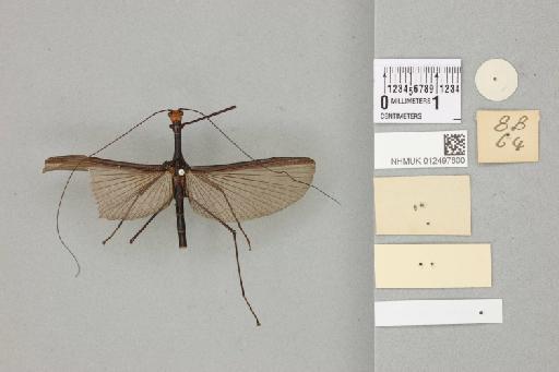 Orthonecroscia ruficeps Kirby, 1904 - 012497600_reverse