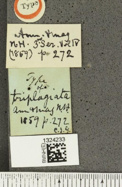 Paratriarius triplagiatus (Baly, 1859) - BMNHE_1324233_a_label_21738