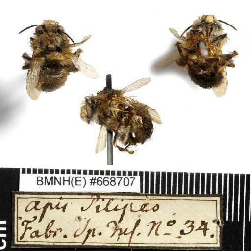 Apis pilipes Fabricius, 1775 - Apis_pilipes-BMNH(E)#668707-habiti