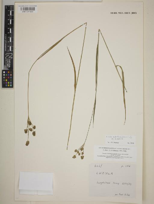 Luzula multiflora subsp. multiflora (Ehrh.) Lej. - BM013414267