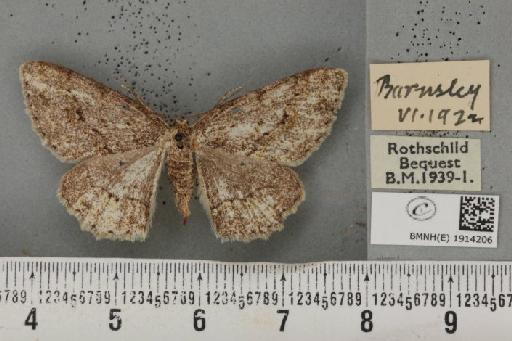 Ectropis crepuscularia ab. varia Cockayne, 1948 - BMNHE_1914206_482065