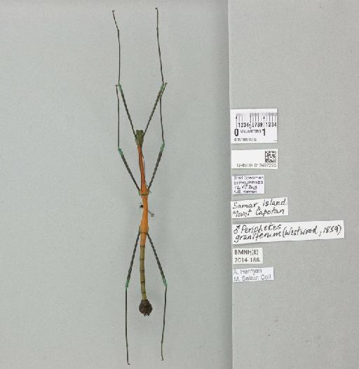Periphetes graniferum (Westwood, 1859) - 012497225_73691_93889