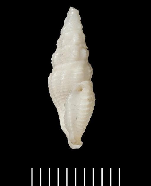 Pleurotoma cagayanensis Reeve, 1846 - 1963793_1b