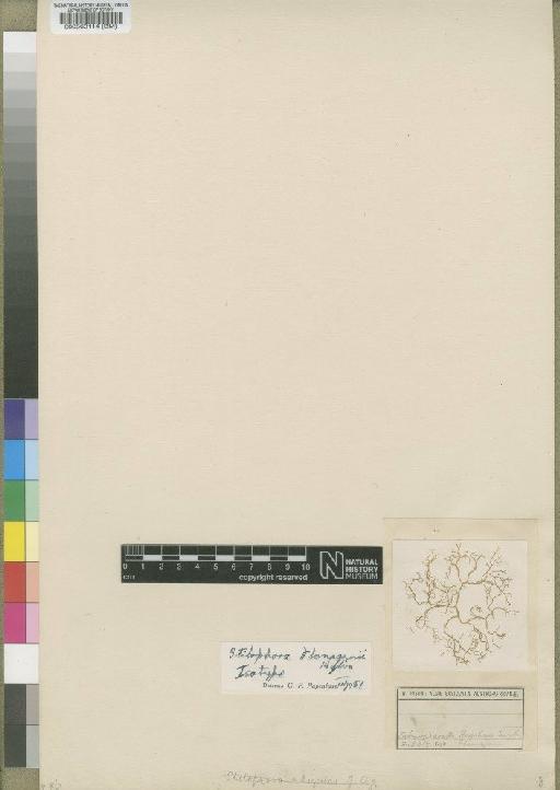 Stilophora flanaganii Kylin - BM000563114