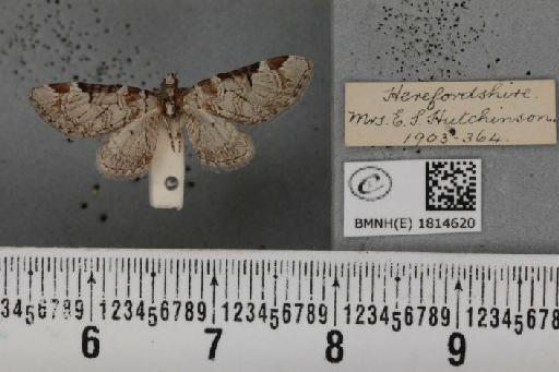 Eupithecia insigniata insigniata (Hübner, 1790) - BMNHE_1814620_388731