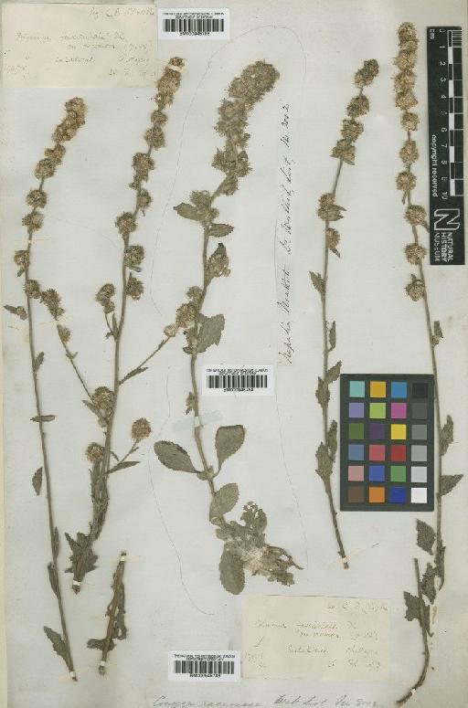 Blumea fistulosa (Roxb.) Kurz - BM000945785