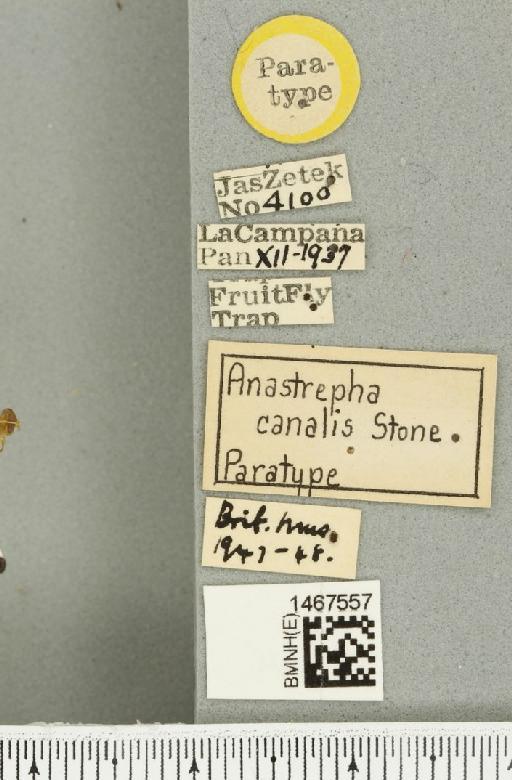 Anastrepha canalis Stone, 1942 - BMNHE_1467557_label_40456