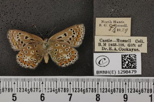 Polyommatus icarus icarus ab. elongata Tutt, 1910 - BMNHE_1298479_149055