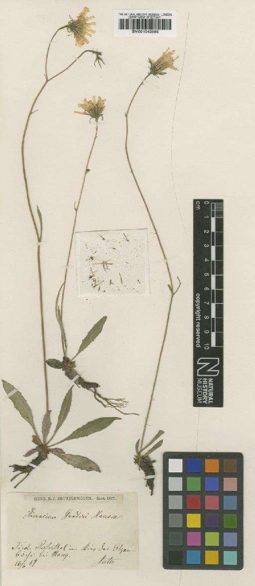 Hieracium oxyodon subsp. ganderi (Zahn) Zahn - BM001043993