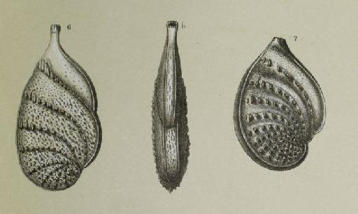 Cristellaria gemmata Brady, 1881 - ZF1328_71_7_Planularia_gemmata.jpg