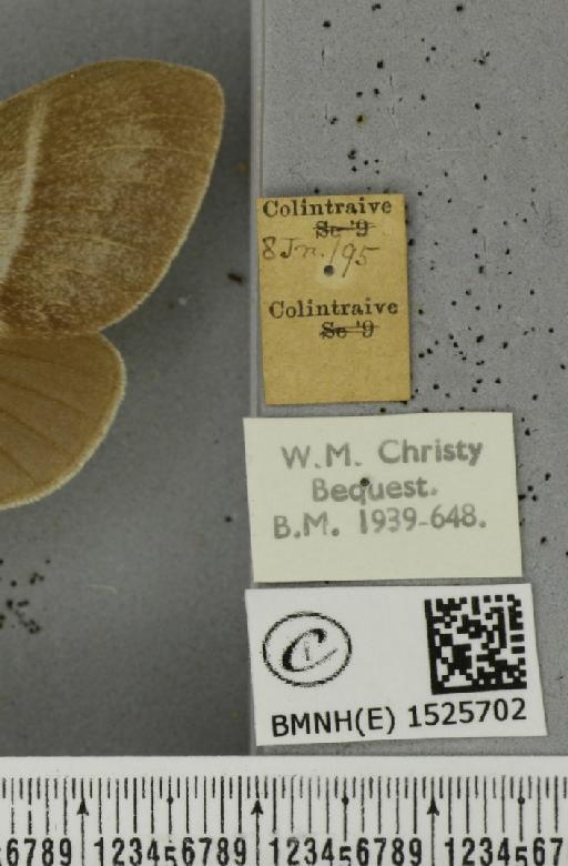 Macrothylacia rubi (Linnaeus, 1758) - BMNHE_1525702_label_196311