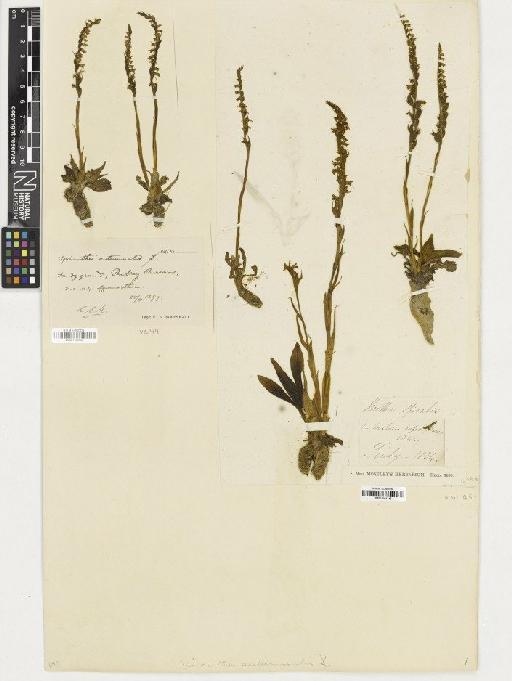 Spiranthes spiralis (L.) Chevall. - BM001164345