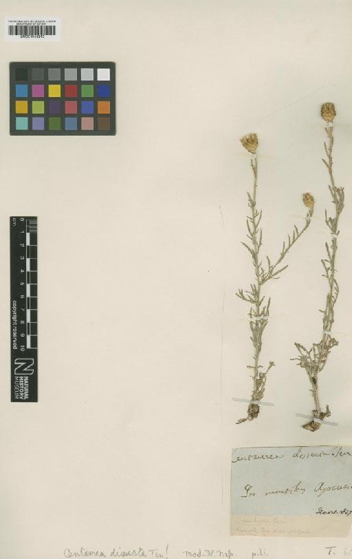 Centaurea dissecta Ten. - BM001043340