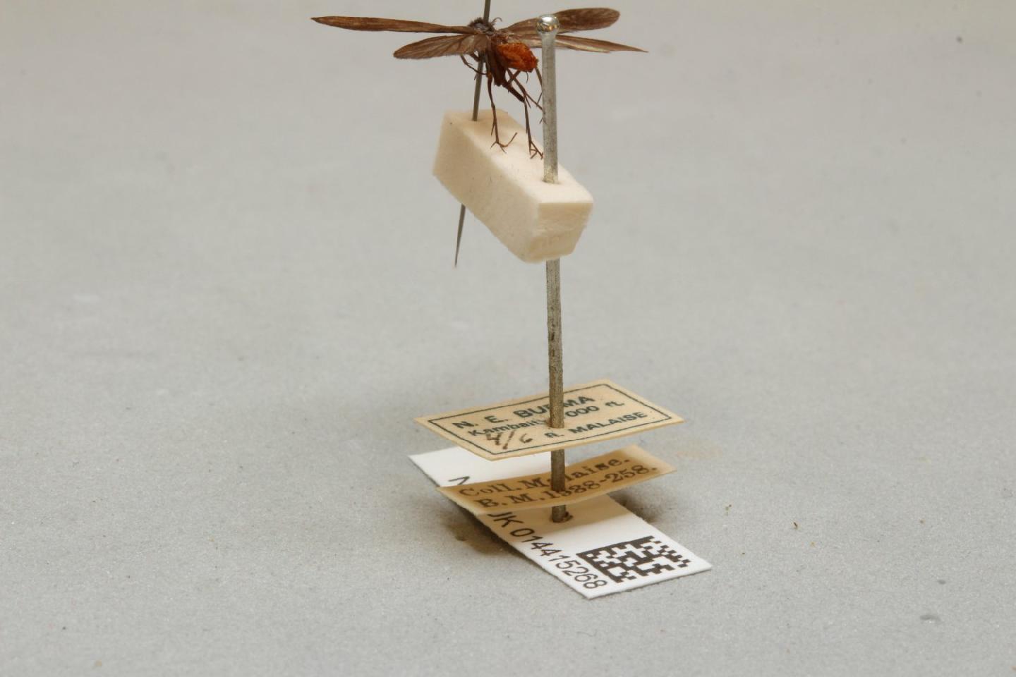 Dolophilodes bicolor