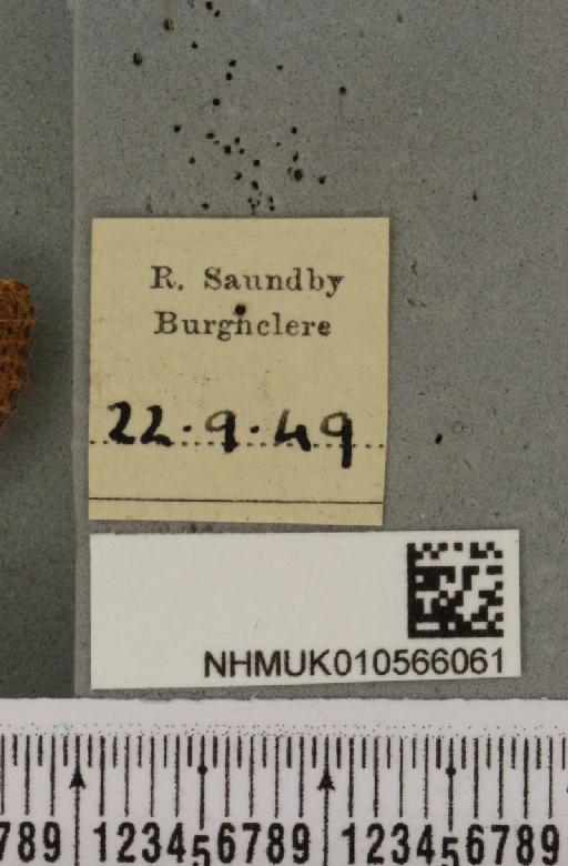Agrochola lychnidis (Denis & Schiffermüller, 1775) - NHMUK_010566061_label_623648