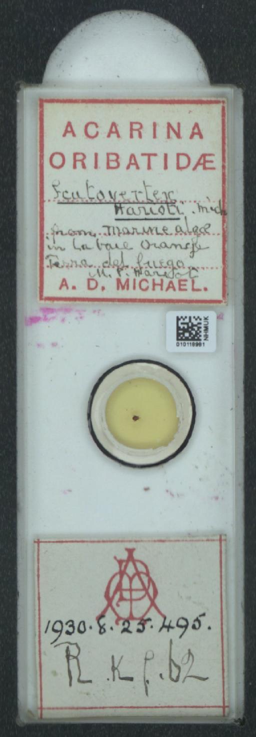 Scutovertex harioti A.D. Michael, 1891 - 010118981_128155_549289