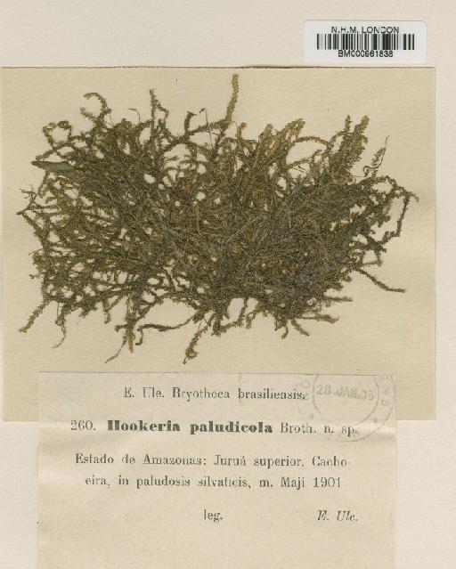 Callicostella paludicola Broth. - BM000961838