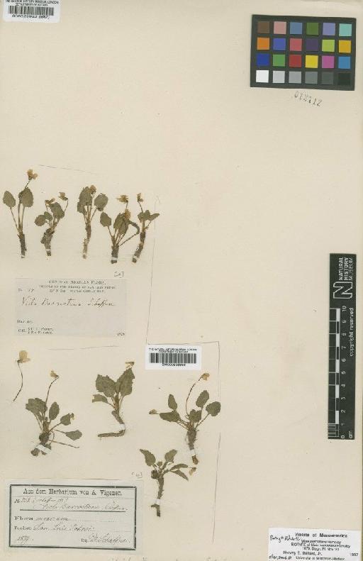 Viola barroetana W.Schaffn. ex Hemsl. - BM000529922