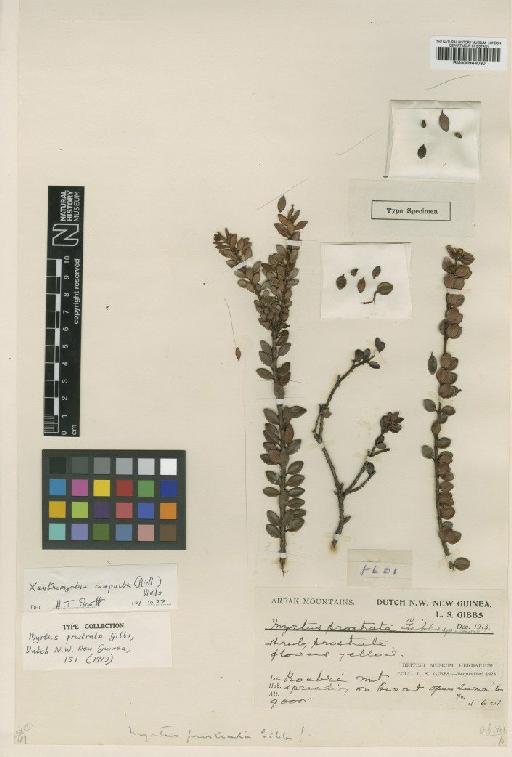 Xanthomyrtus compacta (Ridl.) Diels - BM000944030