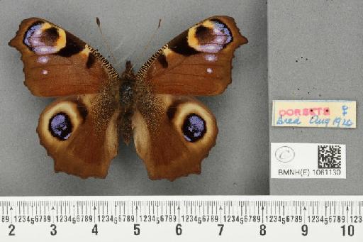 Aglais io (Linnaeus, 1758) - BMNHE_1061130_21635