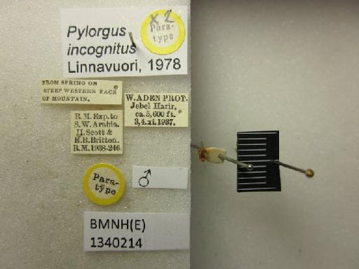 Pylorgus incognitus Linnavuori - Pylorgus incognitus-BMNH(E)1340214-Paratype male dorsal & labels