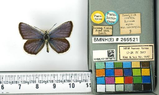 Plebejus argus (Linnaeus, 1758) - NHMUK010576870_Plebejus_argus_(Linnaeus)_Paralectotype_dorsal