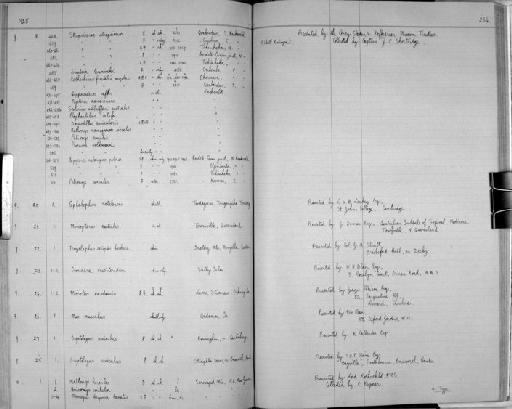 Desmodillus auricularis Smith, 1834 - Zoology Accessions Register: Mammals: 1921 - 1929: page 254