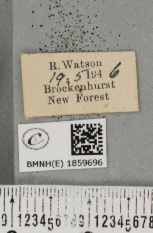 Pseudopanthera macularia (Linnaeus, 1758) - BMNHE_1859696_label_429992