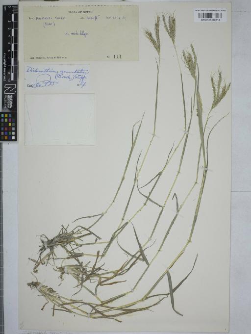 Dichanthium annulatum (Forssk.) Stapf - 012550814