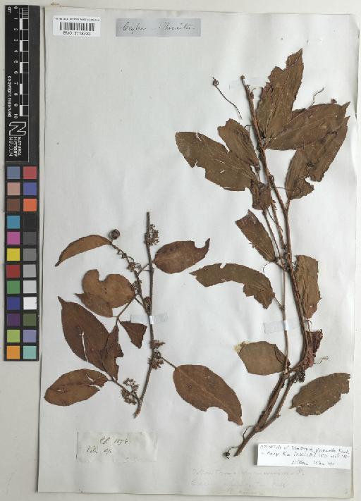 Tetrastigma glycosmoides Planch. - BM013718933