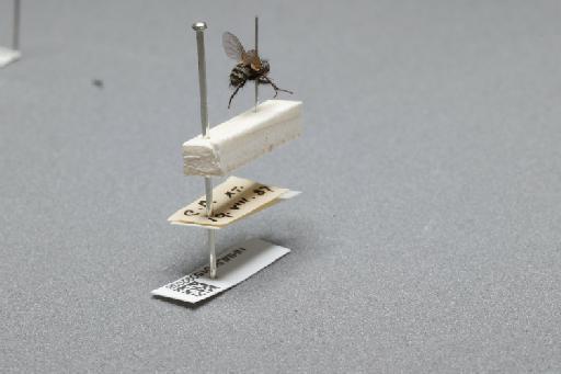 Sarcophaga (Myorhina) nigriventris Meigen, 1826 - 015092038_additional_1