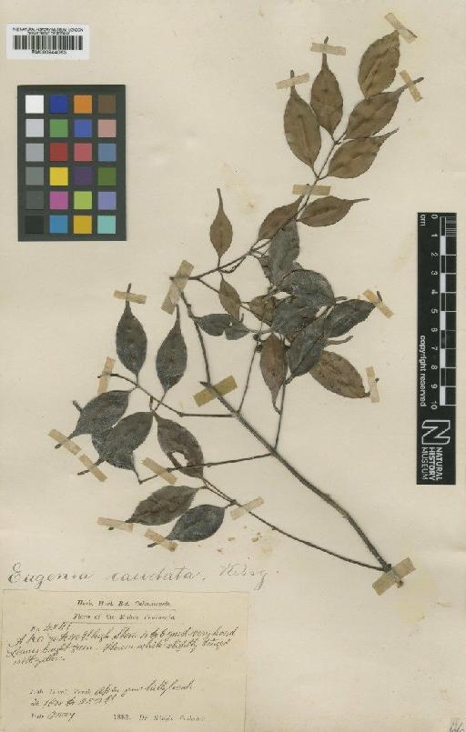 Eugenia caudata King - BM000944063