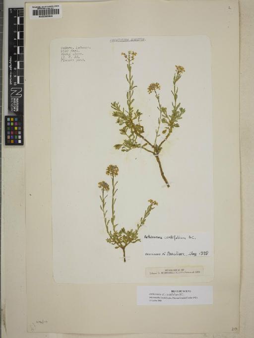 Aethionema coridifolium DC. - BM000883566