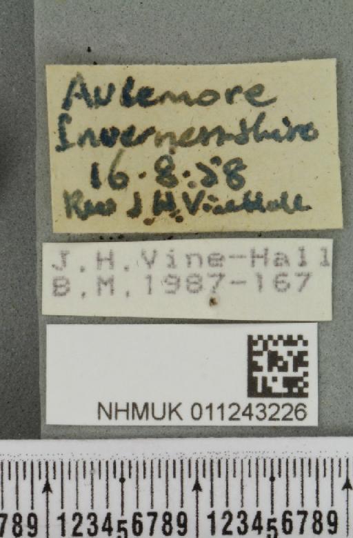 Aporophyla lueneburgensis (Freyer, 1848) - NHMUK_011243226_label_644350