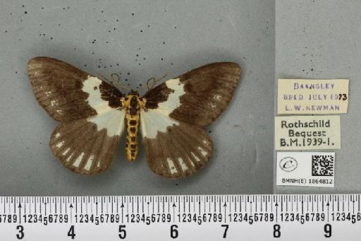 Abraxas grossulariata ab. actinota Raynor, 1920 - BMNHE_1864812_436052